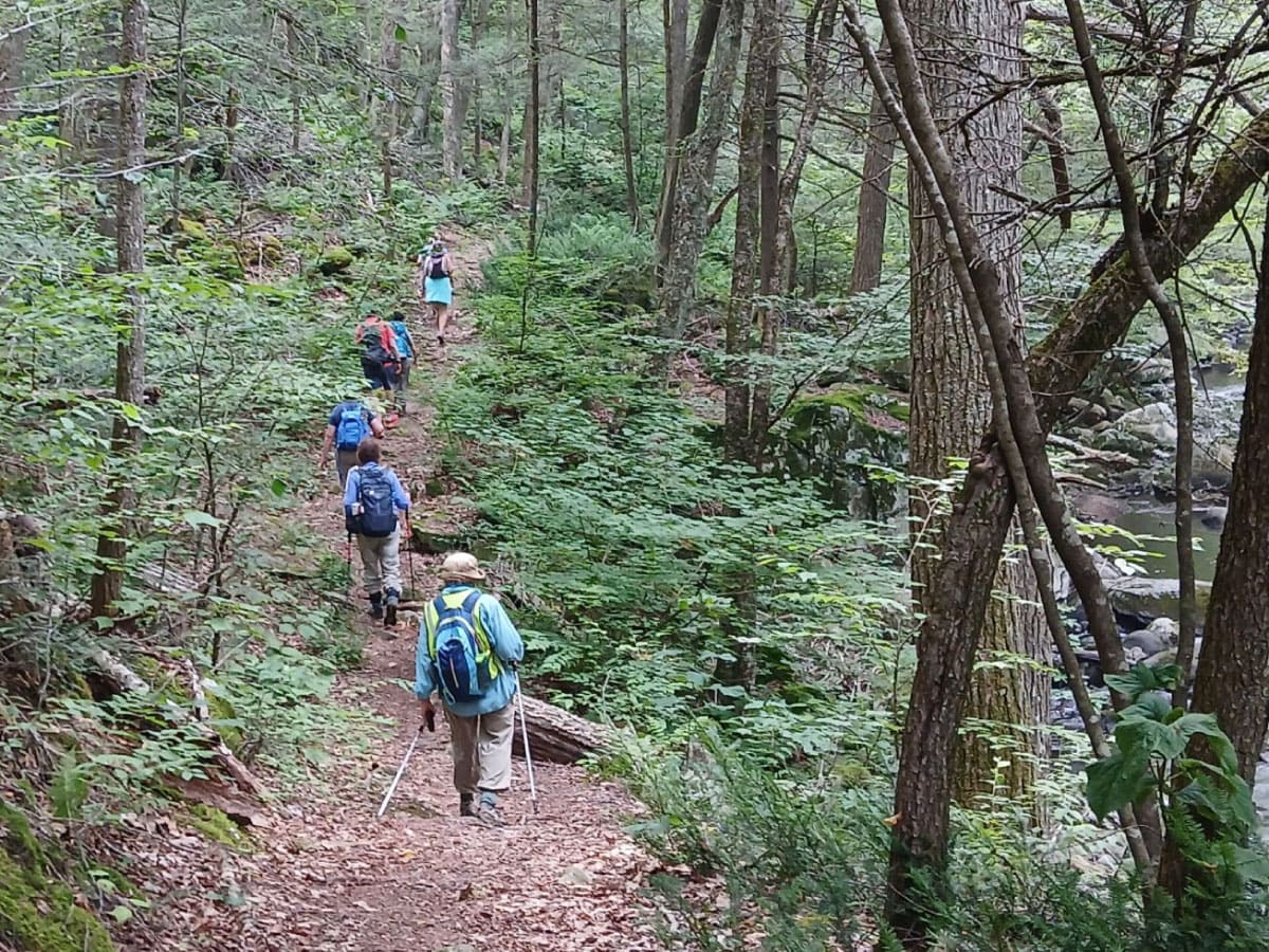 Hikers on a wooded trail