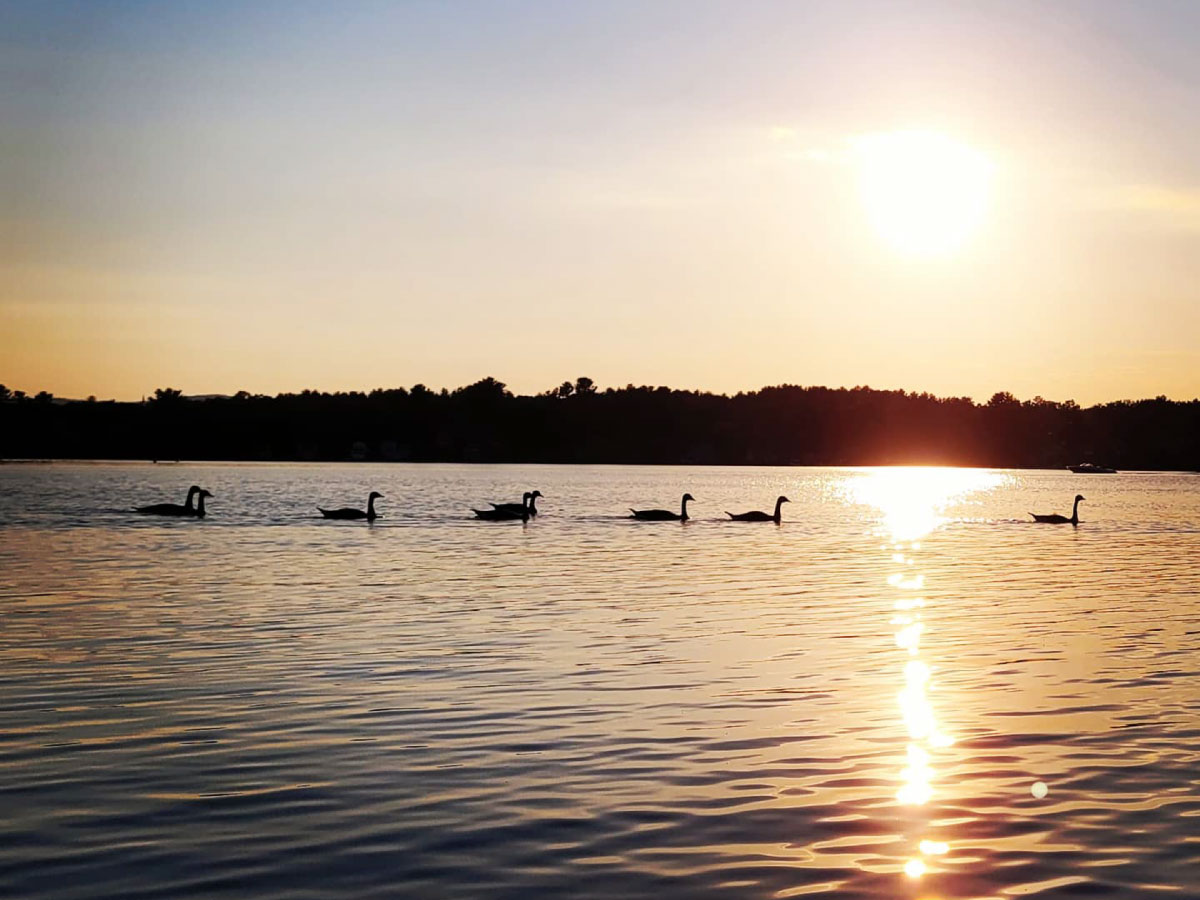 Geese on Hampton Pond