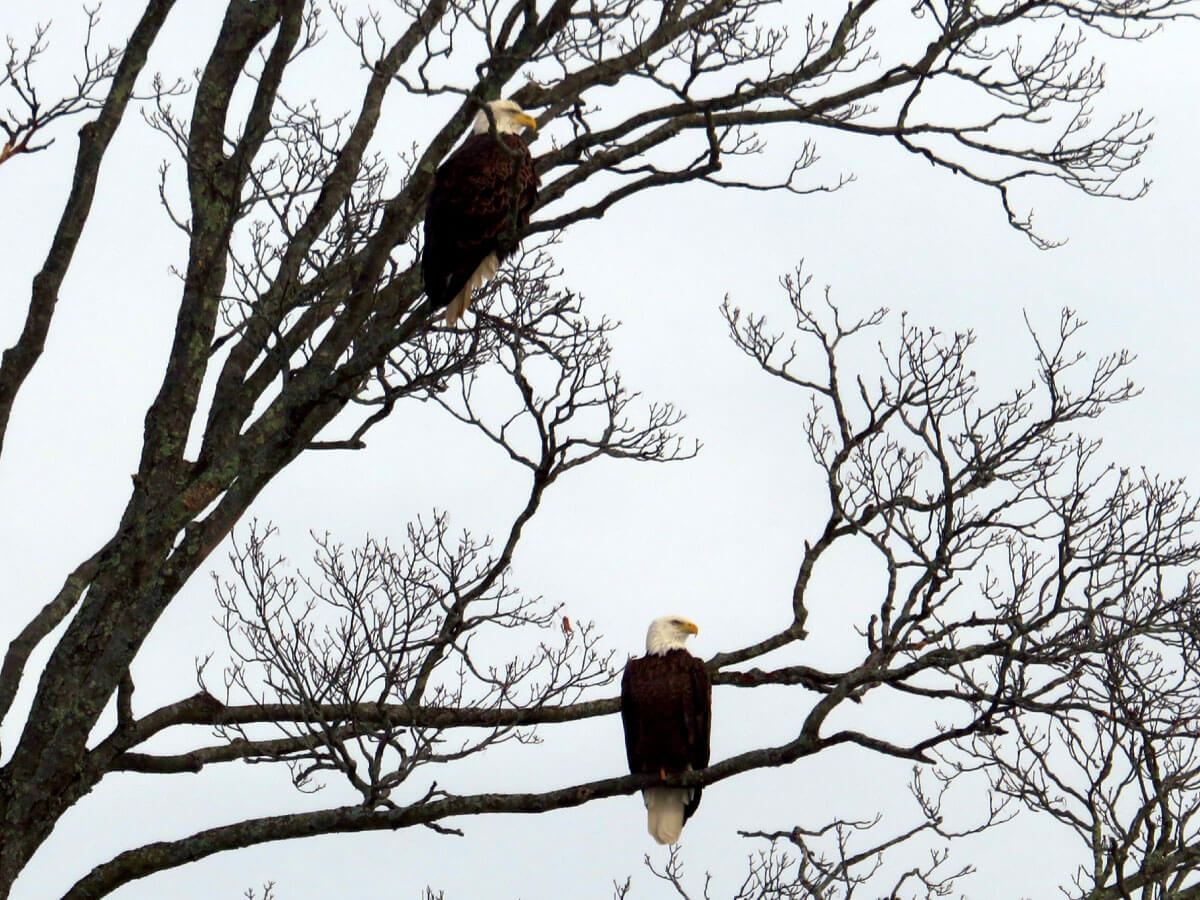 Two eagles perched in trees