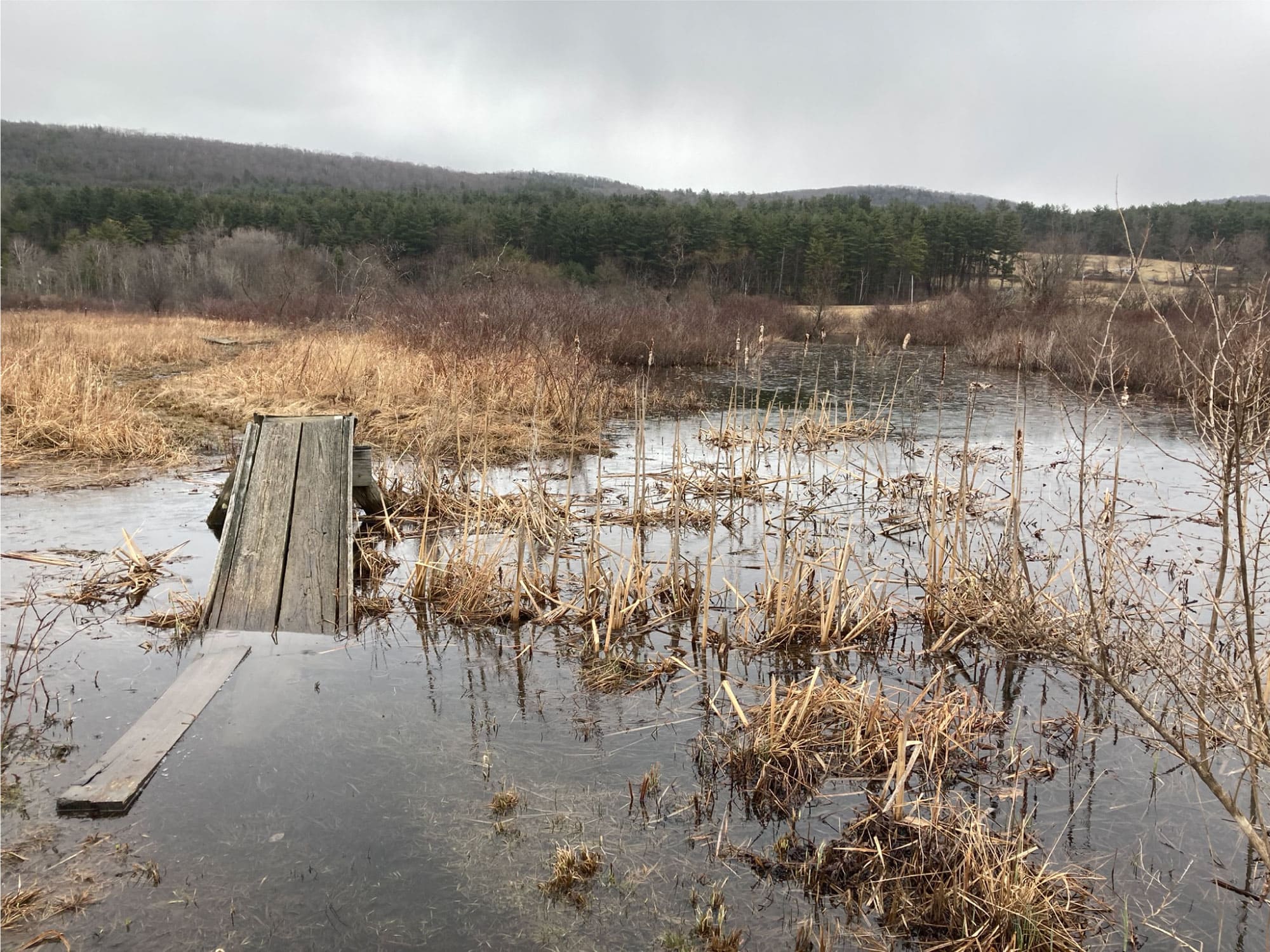 Damaged and partly submerged boardwalk