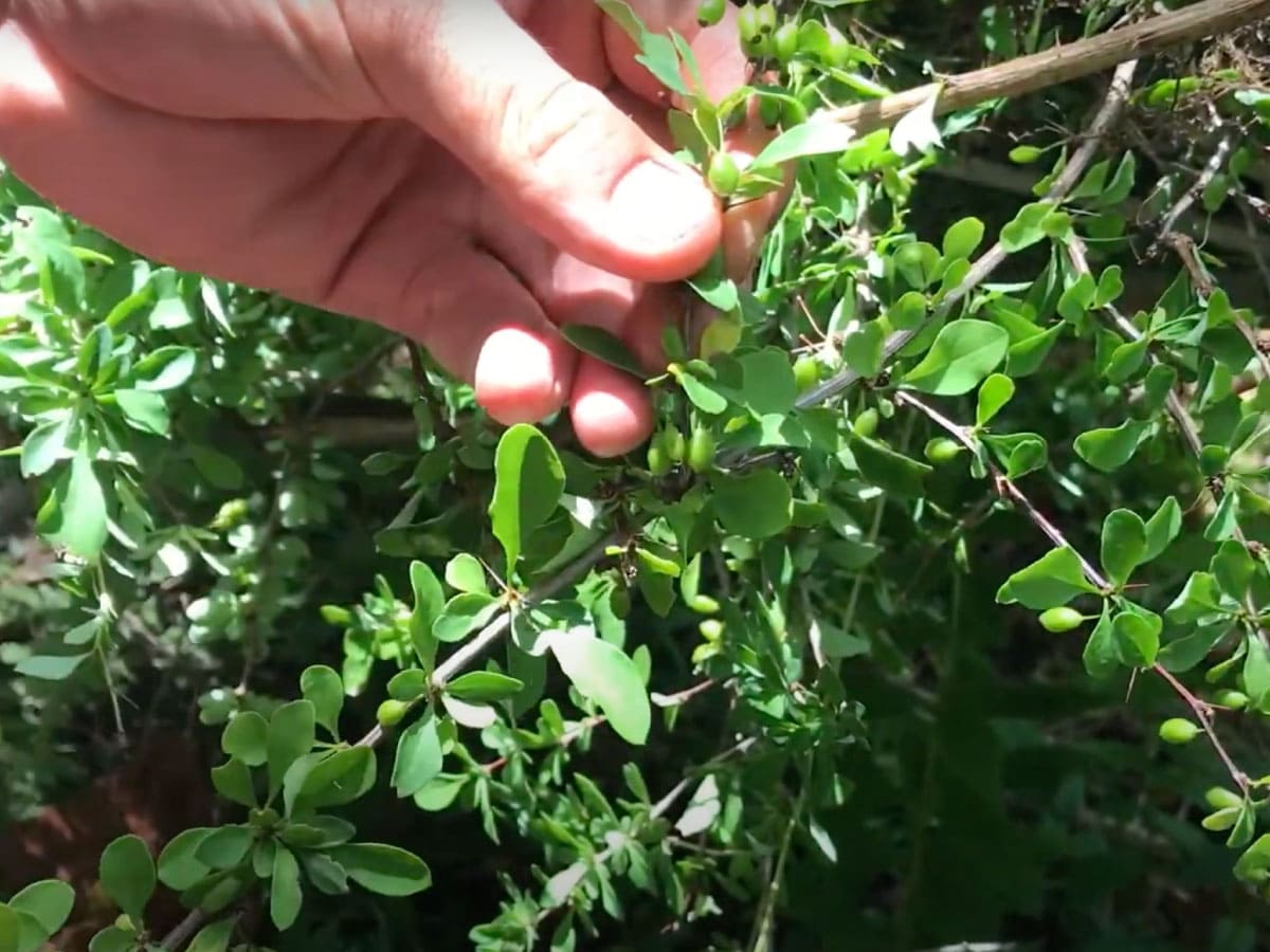 Japanese barberry