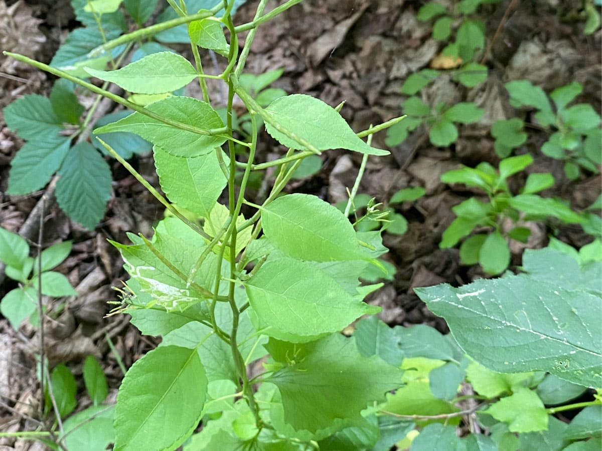 Garlic mustard