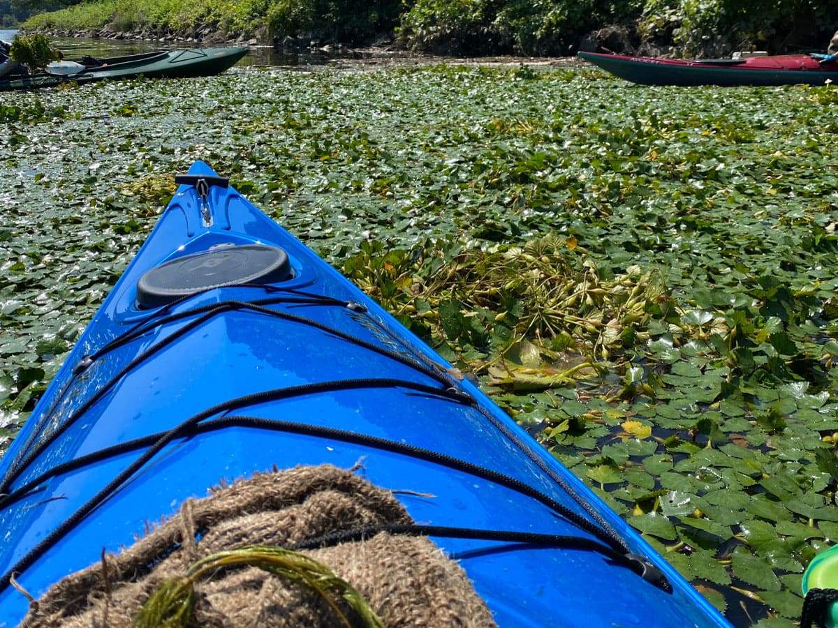 View of a water chestnut floating mat