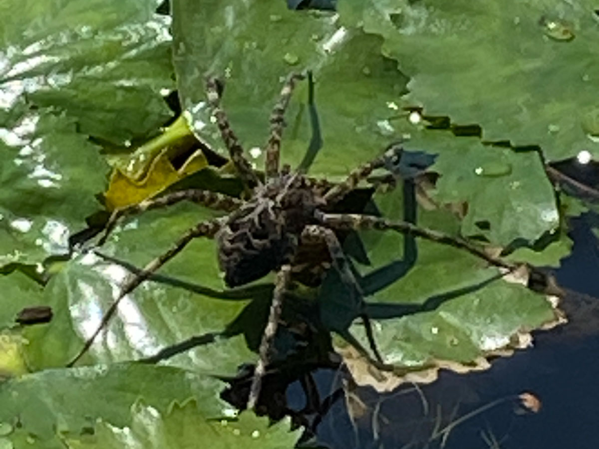 Water chestnut leaves and a spider