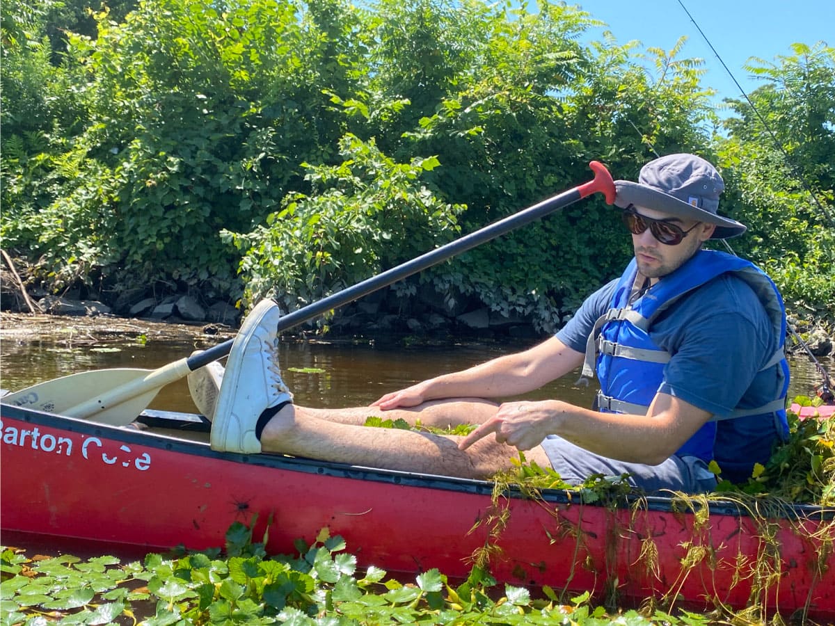 Man in a canoe pulling water chestnut plants from the river