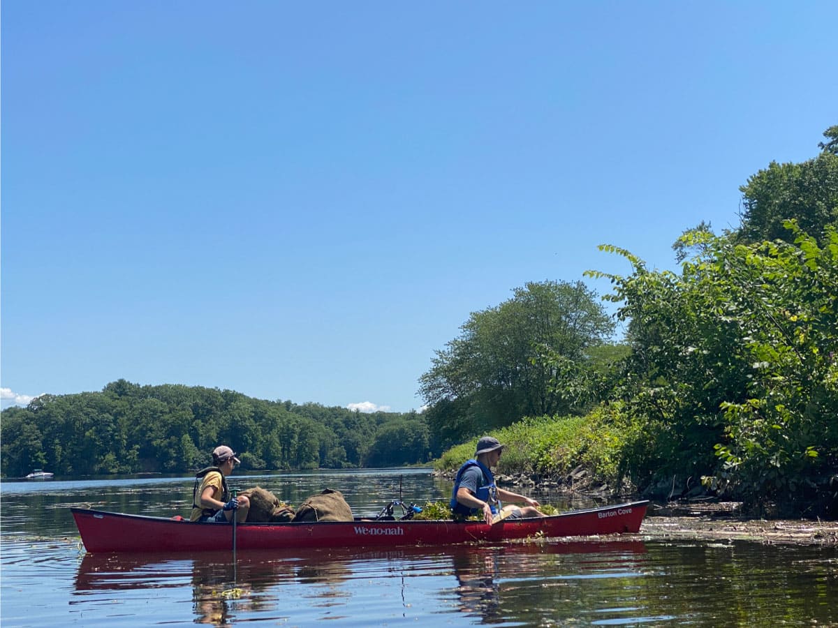 Two men in a canoe pulling water chestnut plants from the river