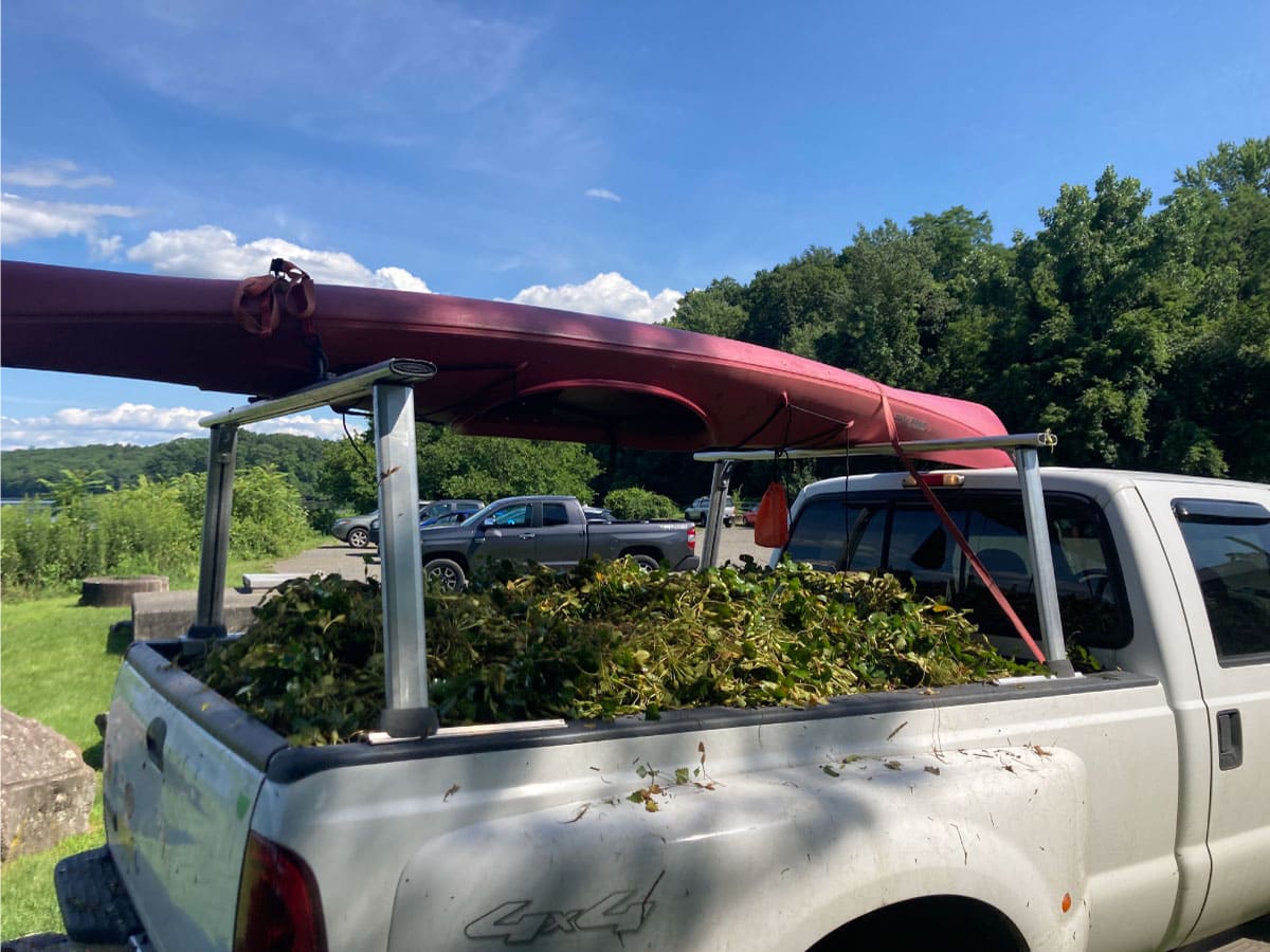 Truckload of water chestnut