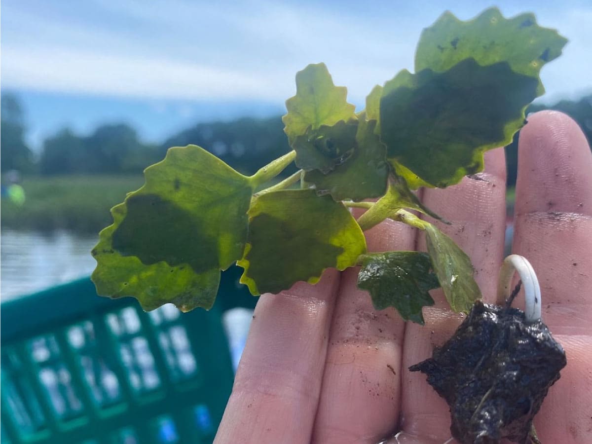 Water chestnut