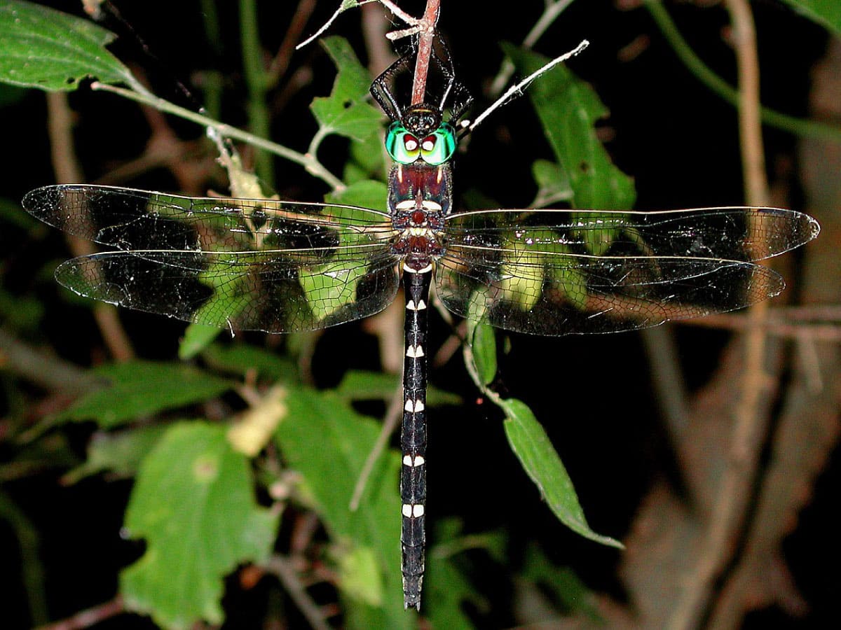 Illinois River Cruiser (Macromia illinoiensis)