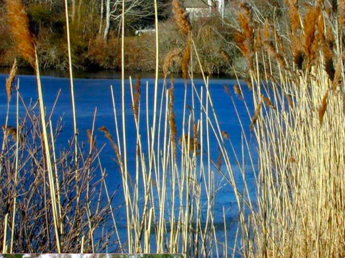 Phragmites