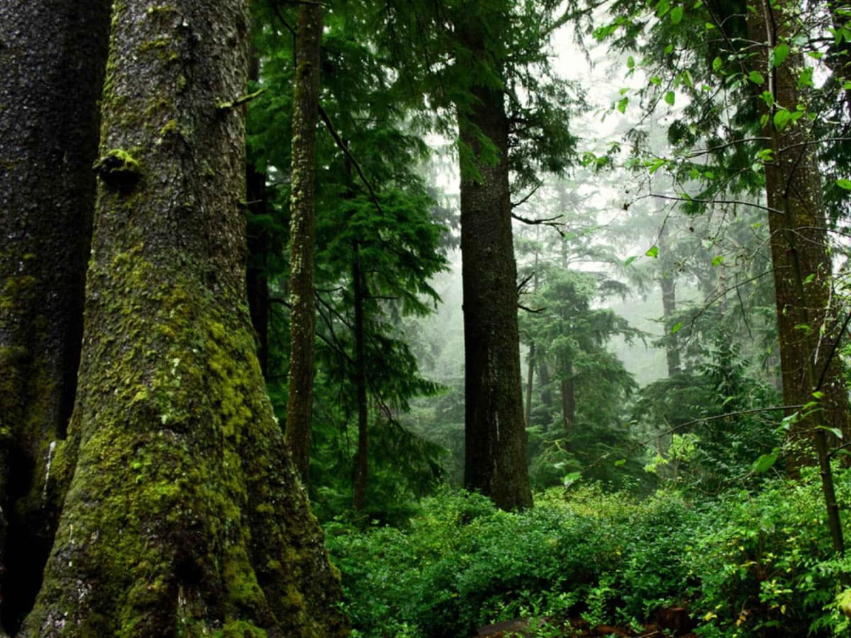 Large trees