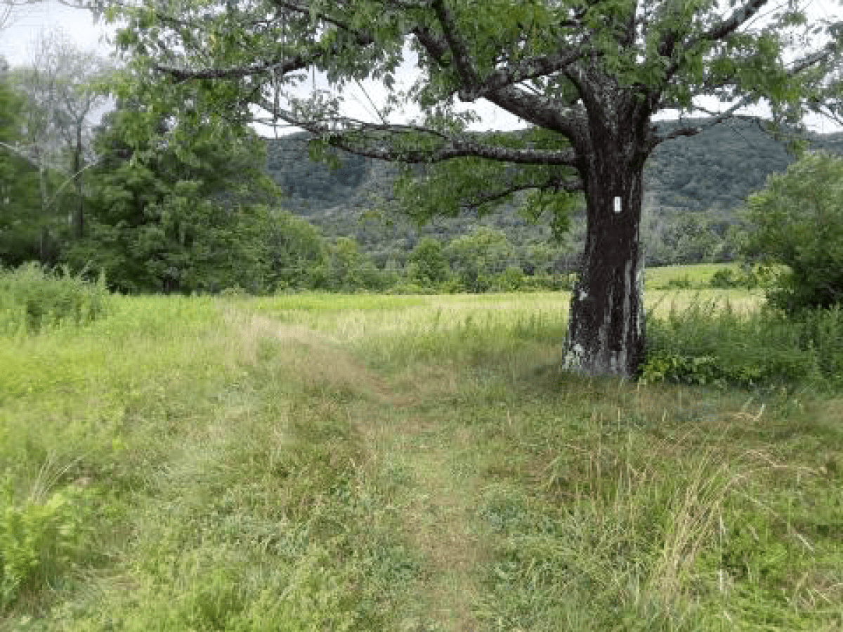 Grassy field
