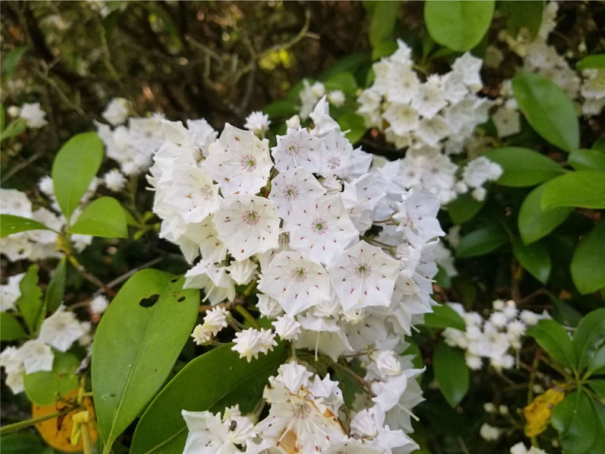 Laurel blooms