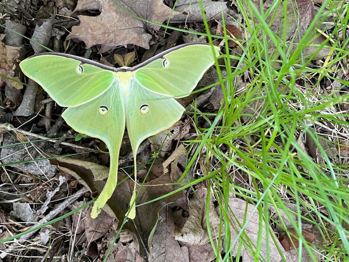 Luna moth on the grass