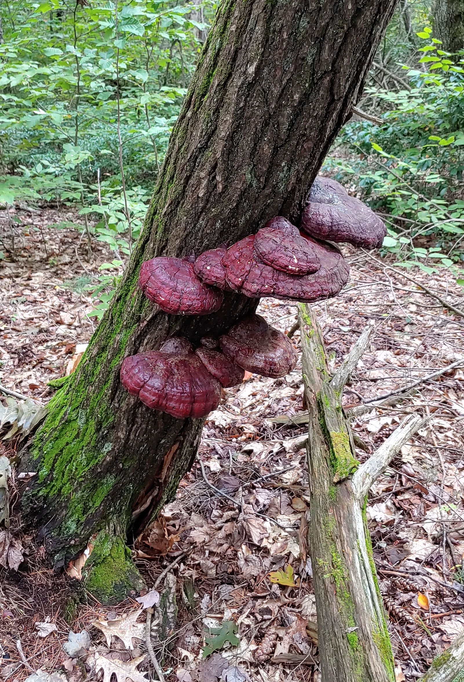 Red shelf fungi