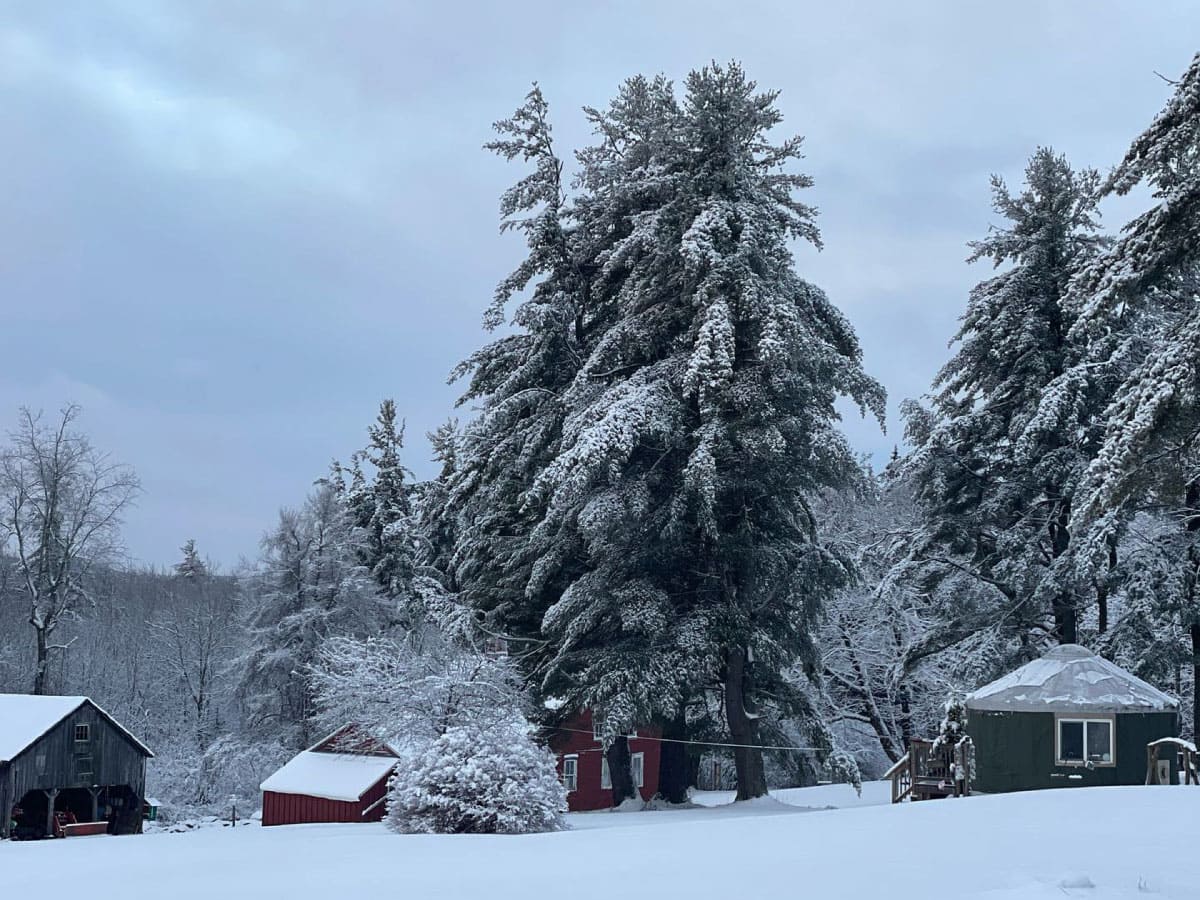 Snow-covered trees