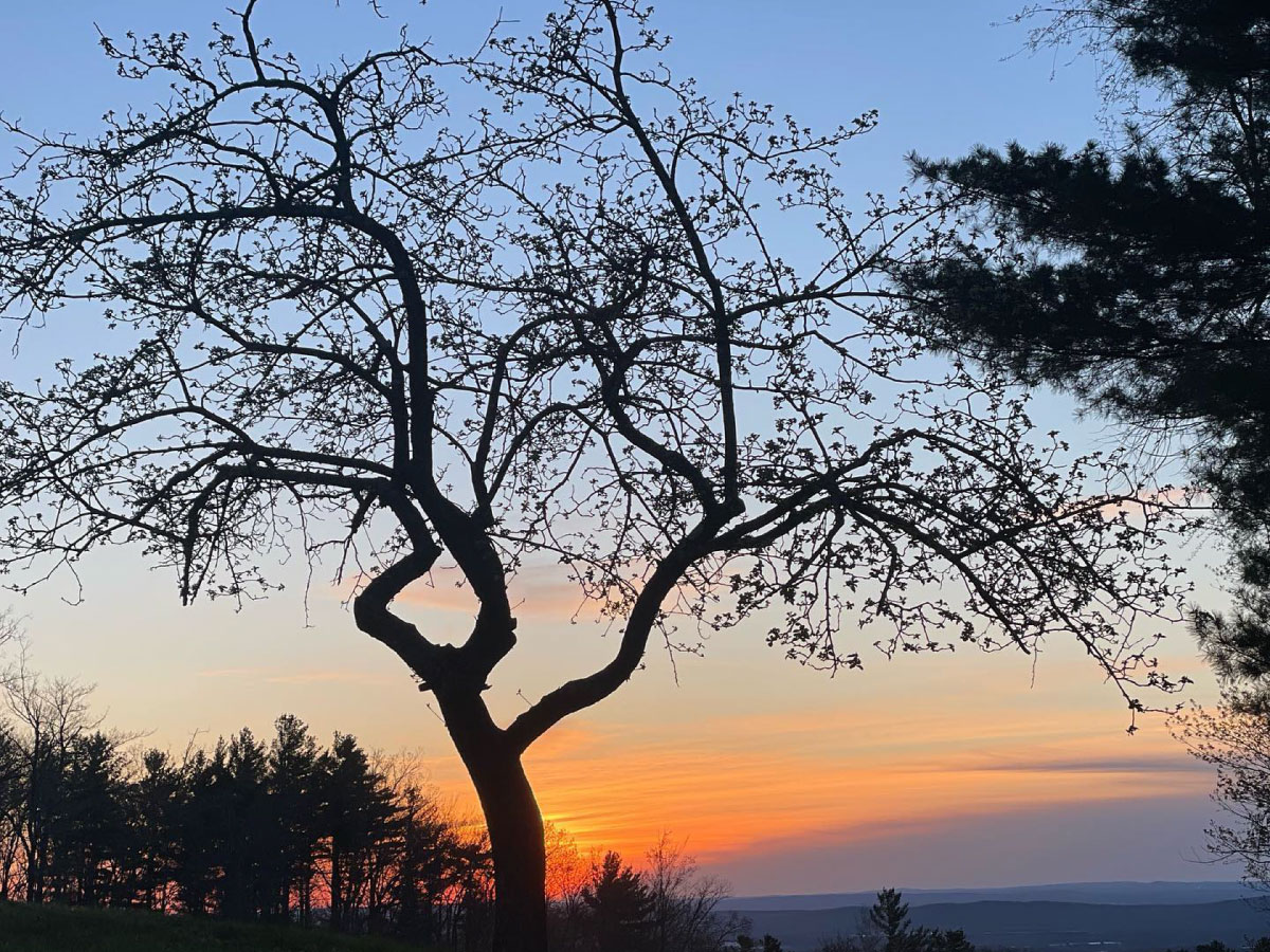 Tree in front of a sunset