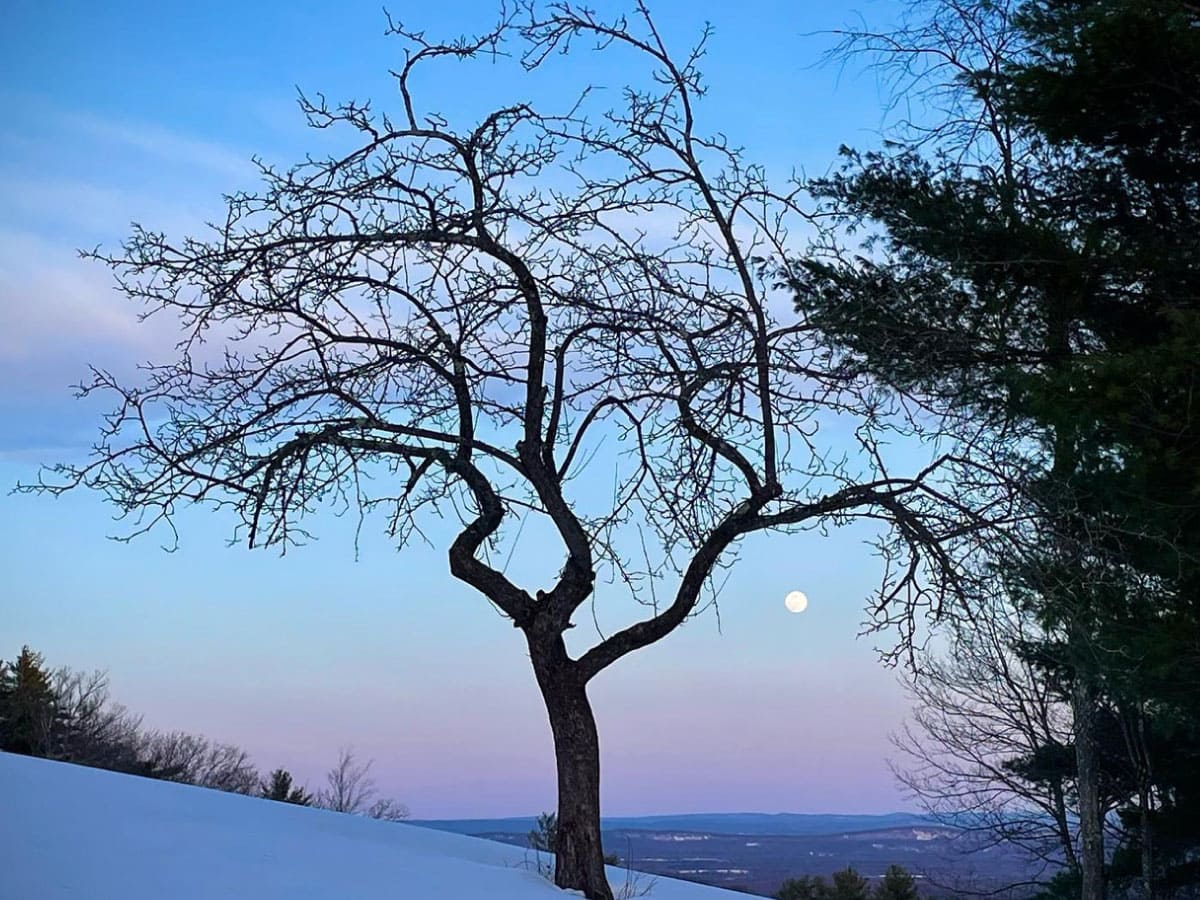 Tree in winter