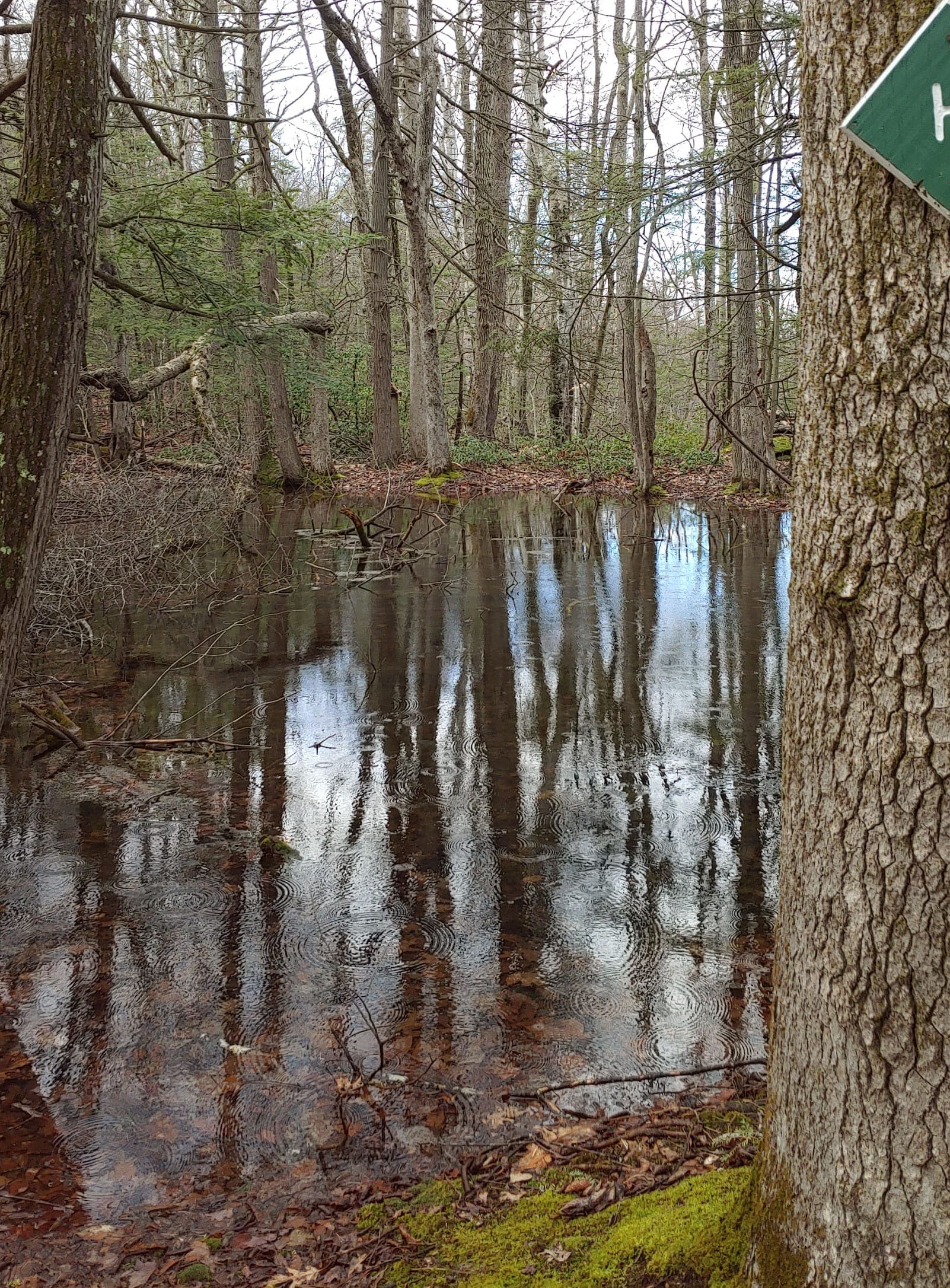 Vernal pool