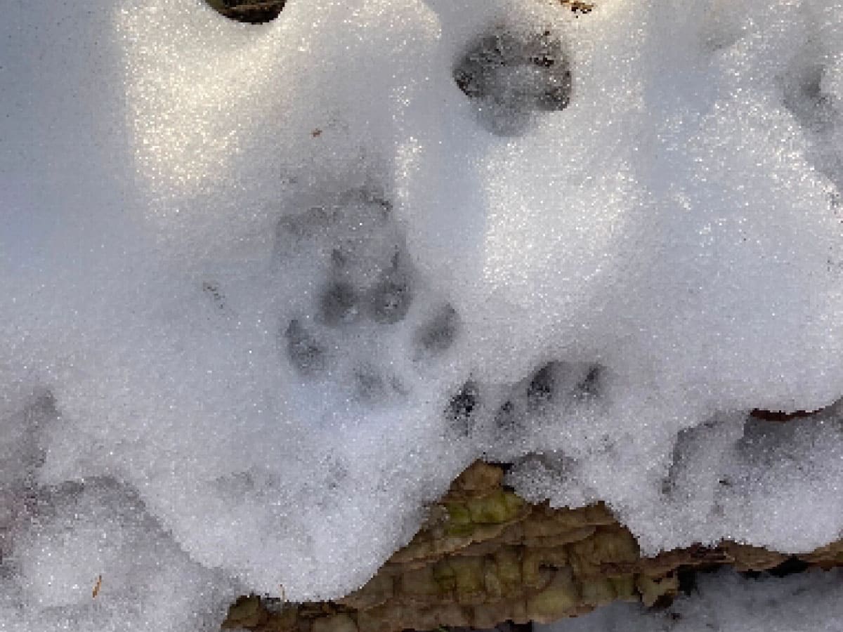 Wildlife tracks in snow