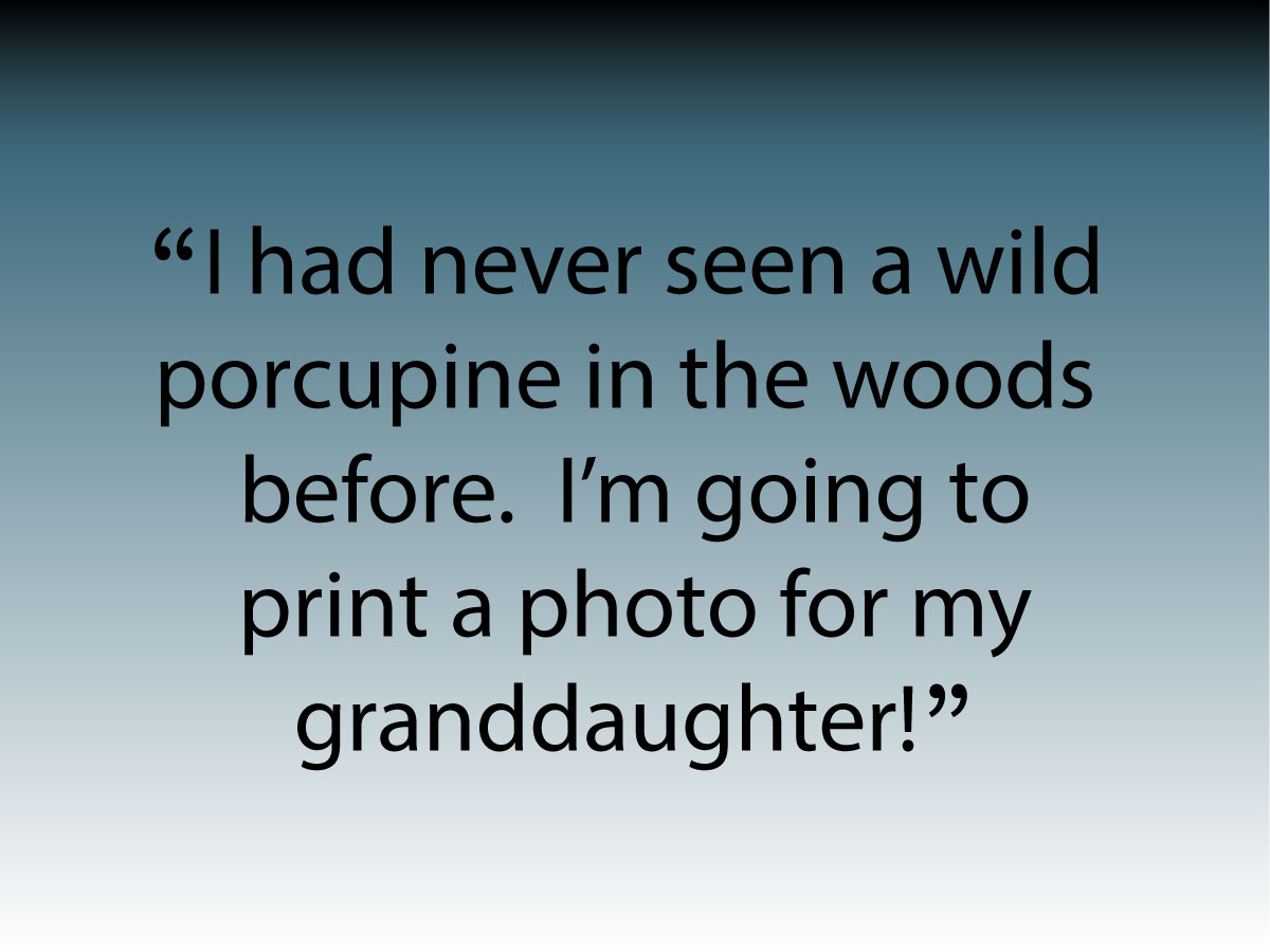 Quote: I had never seen a wild porcupine before