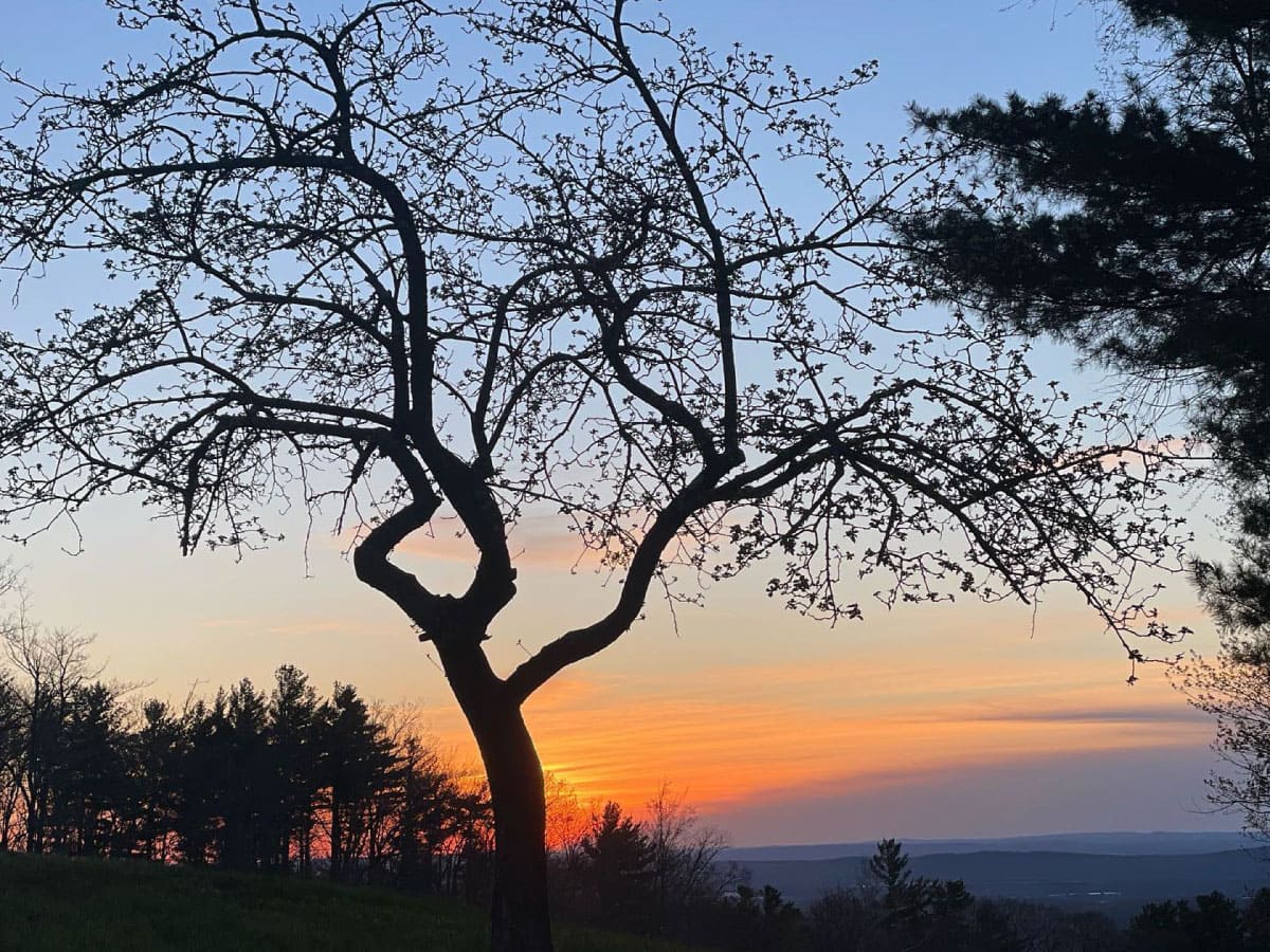 Tree at sunset
