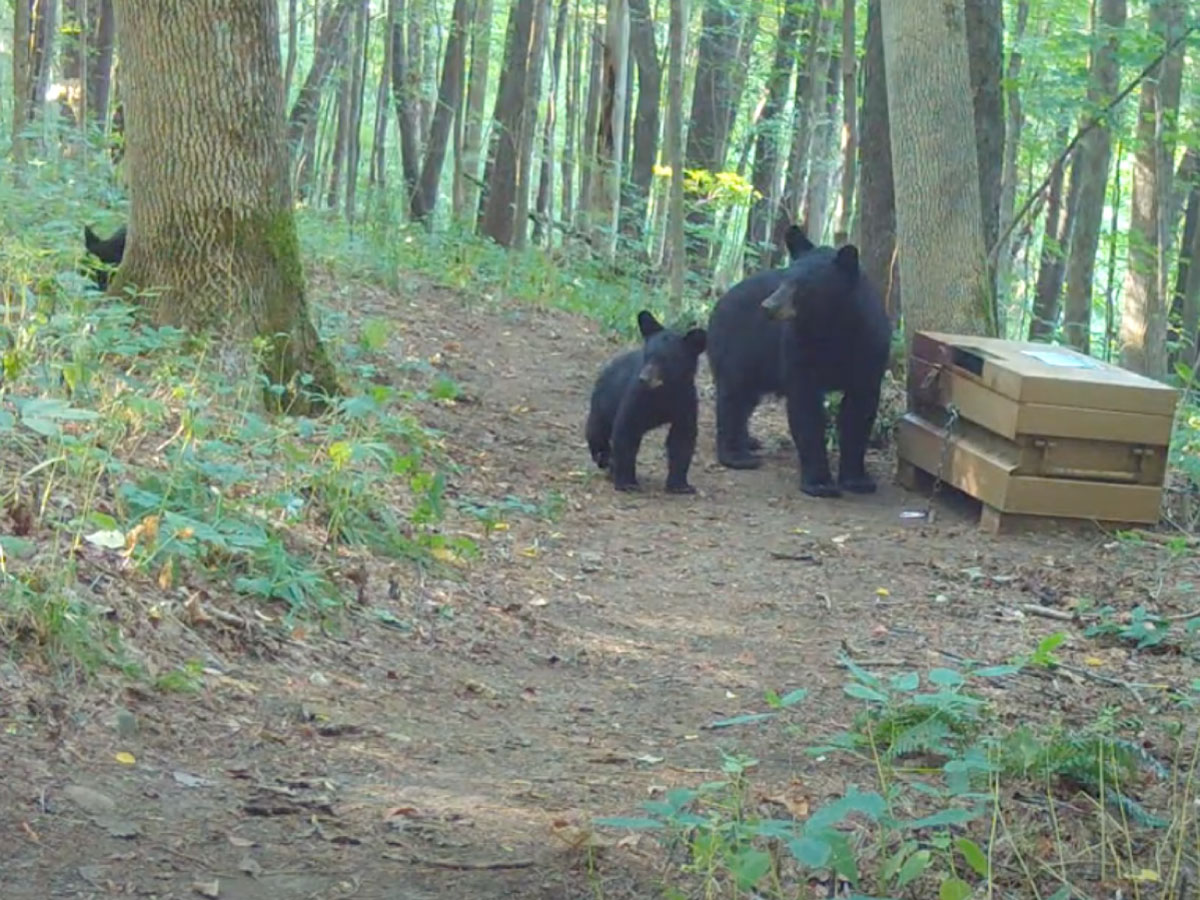 Bears investigate a food storage box