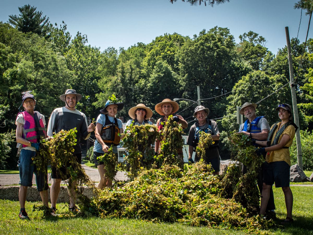 Workers display invasive plants removed from a river